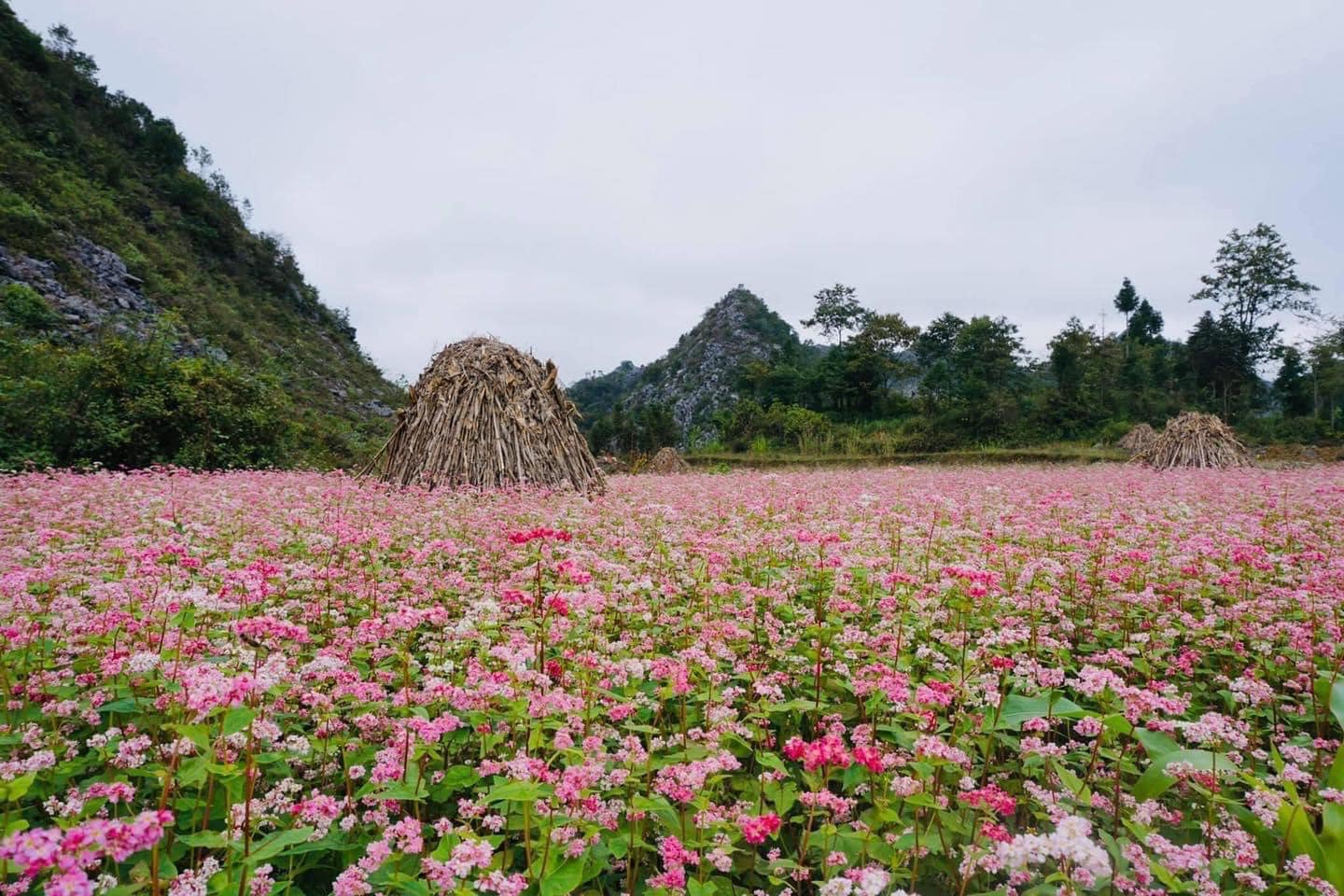 Admiring blooming buckwheat flower fields in autumn – scenic things to do in Ha Giang for nature lovers.