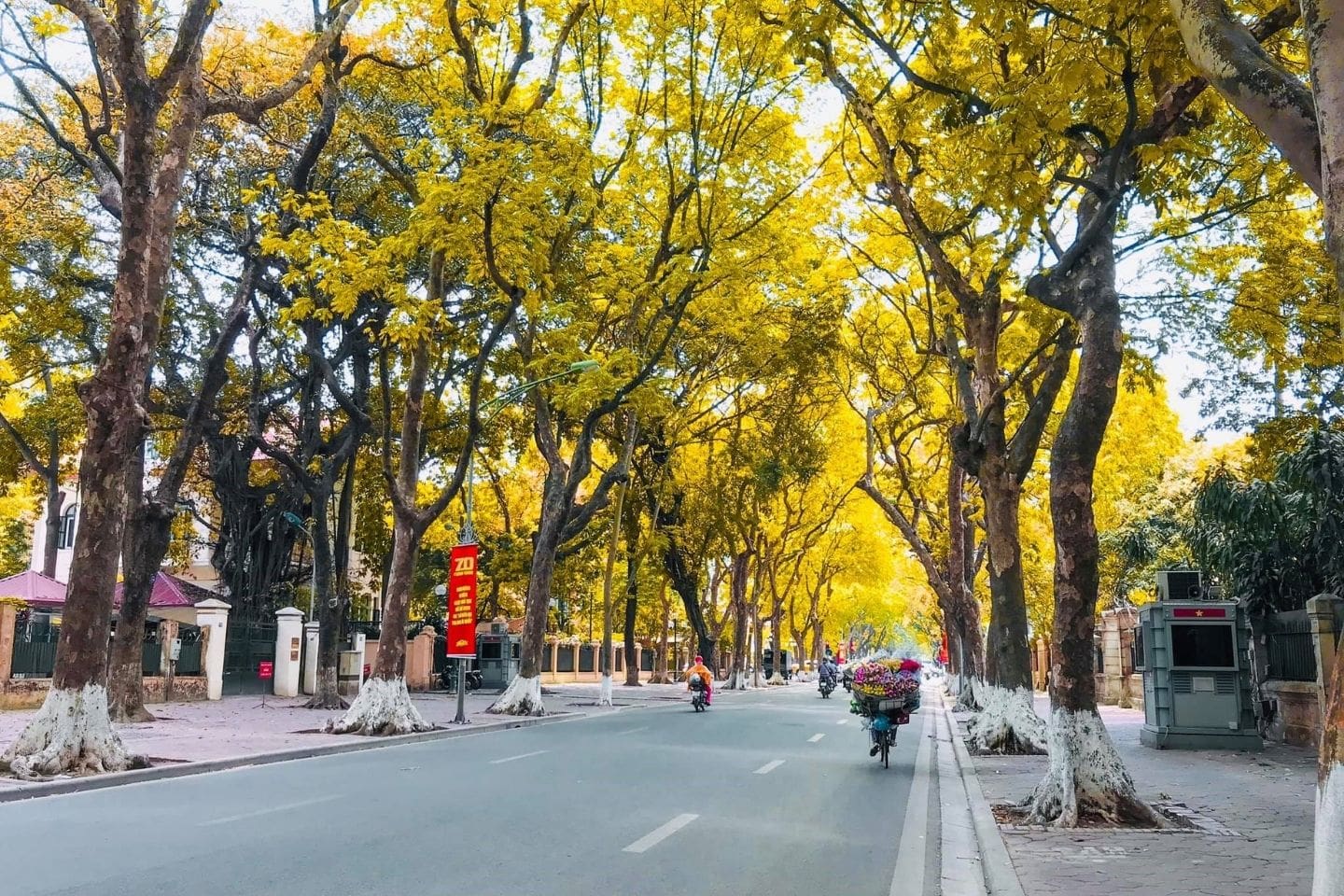 Beautiful autumn season in Ha Noi Viet Nam with golden leaves