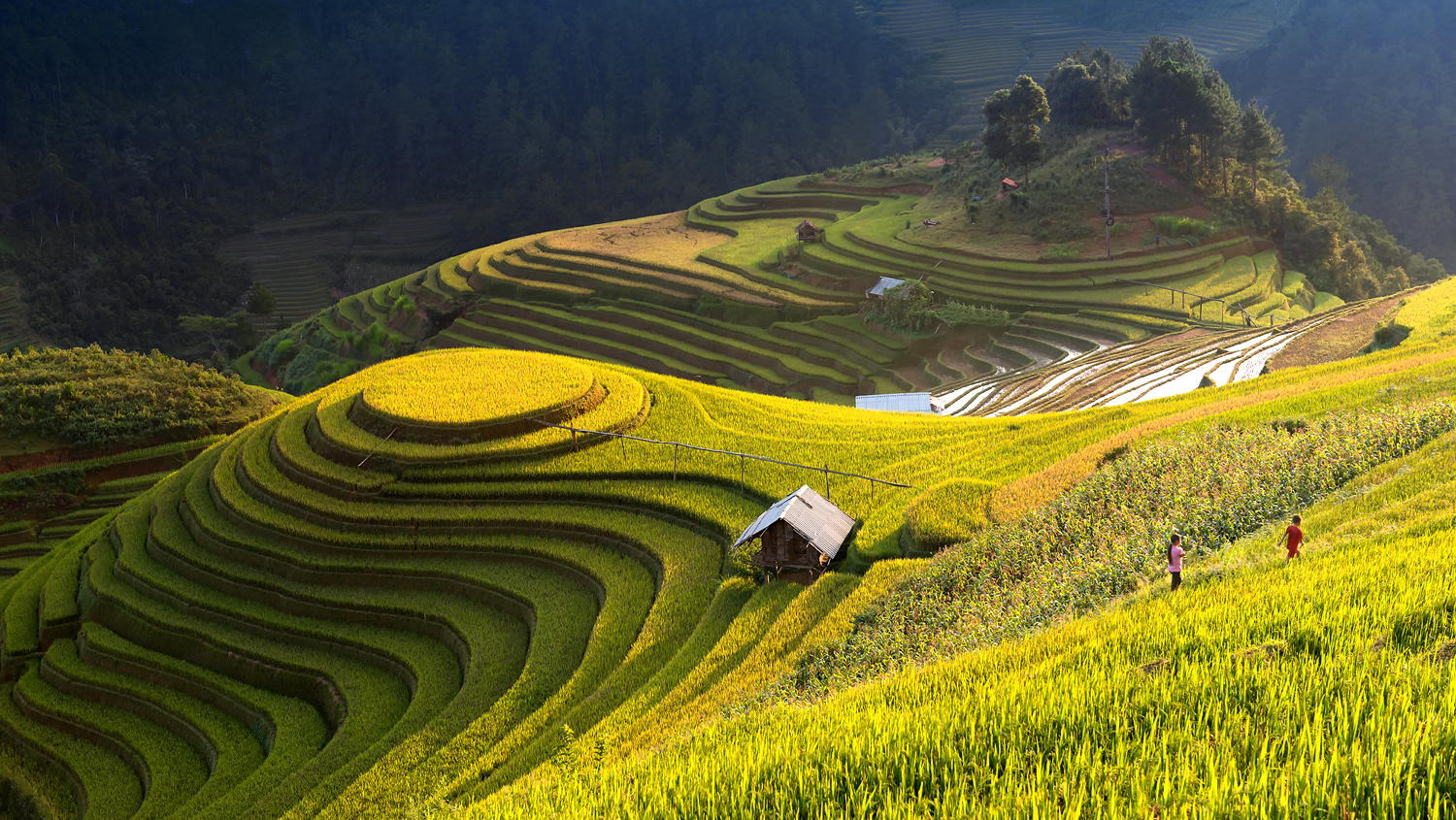 Golden rice fields and misty winter atmosphere in SaPa Vietnam