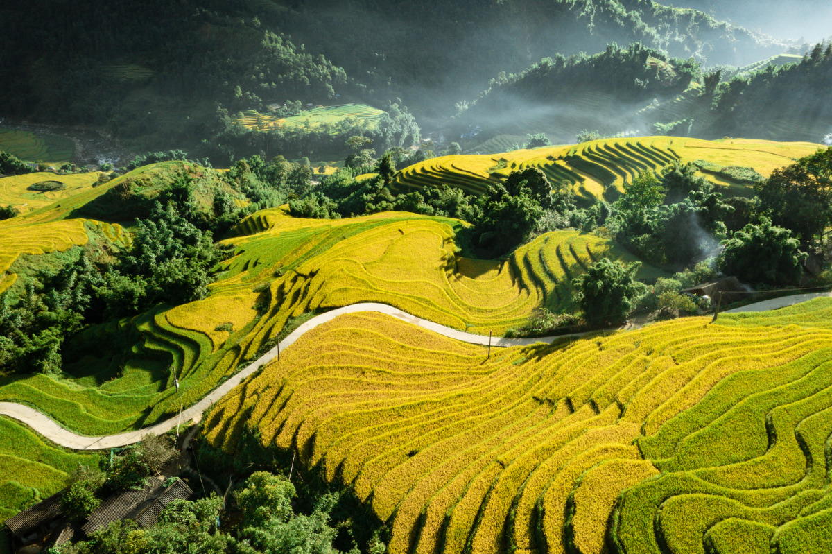Seasonal rice terraces in Sapa changing colors throughout the year
