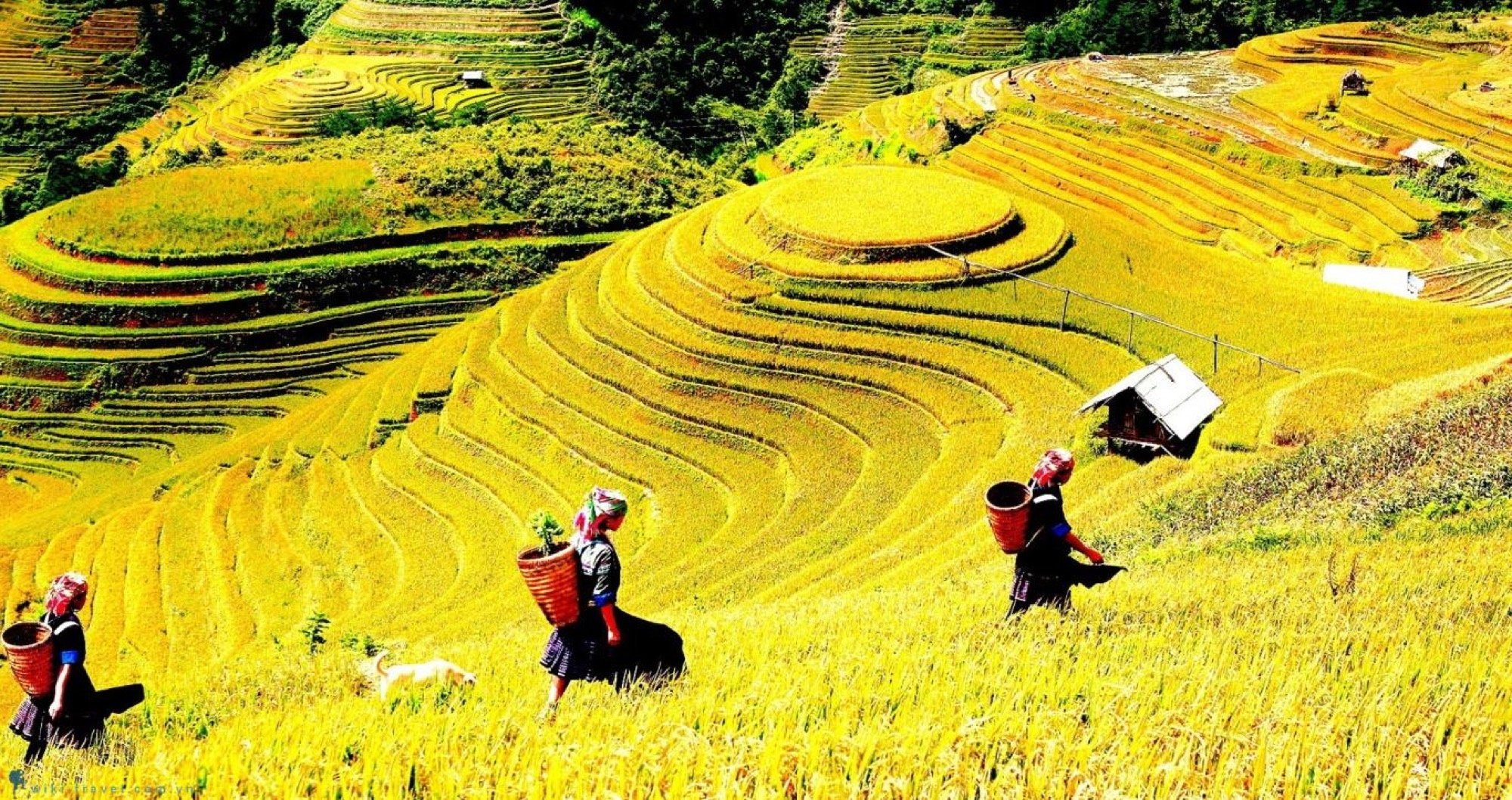 Seasonal scenery changes throughout the year in SaPa Vietnam