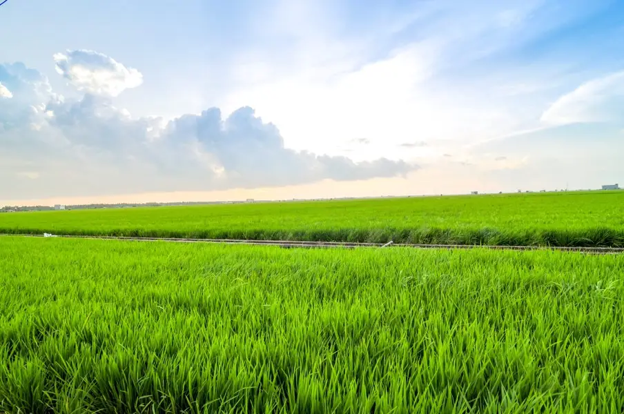Lush landscapes during the rainy season in Southern Vietnam