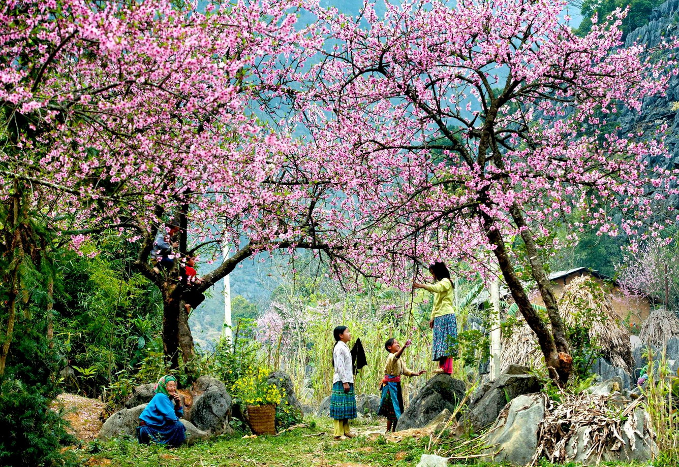 Spring scenery in North Vietnam with mild temperatures and blooming flowers