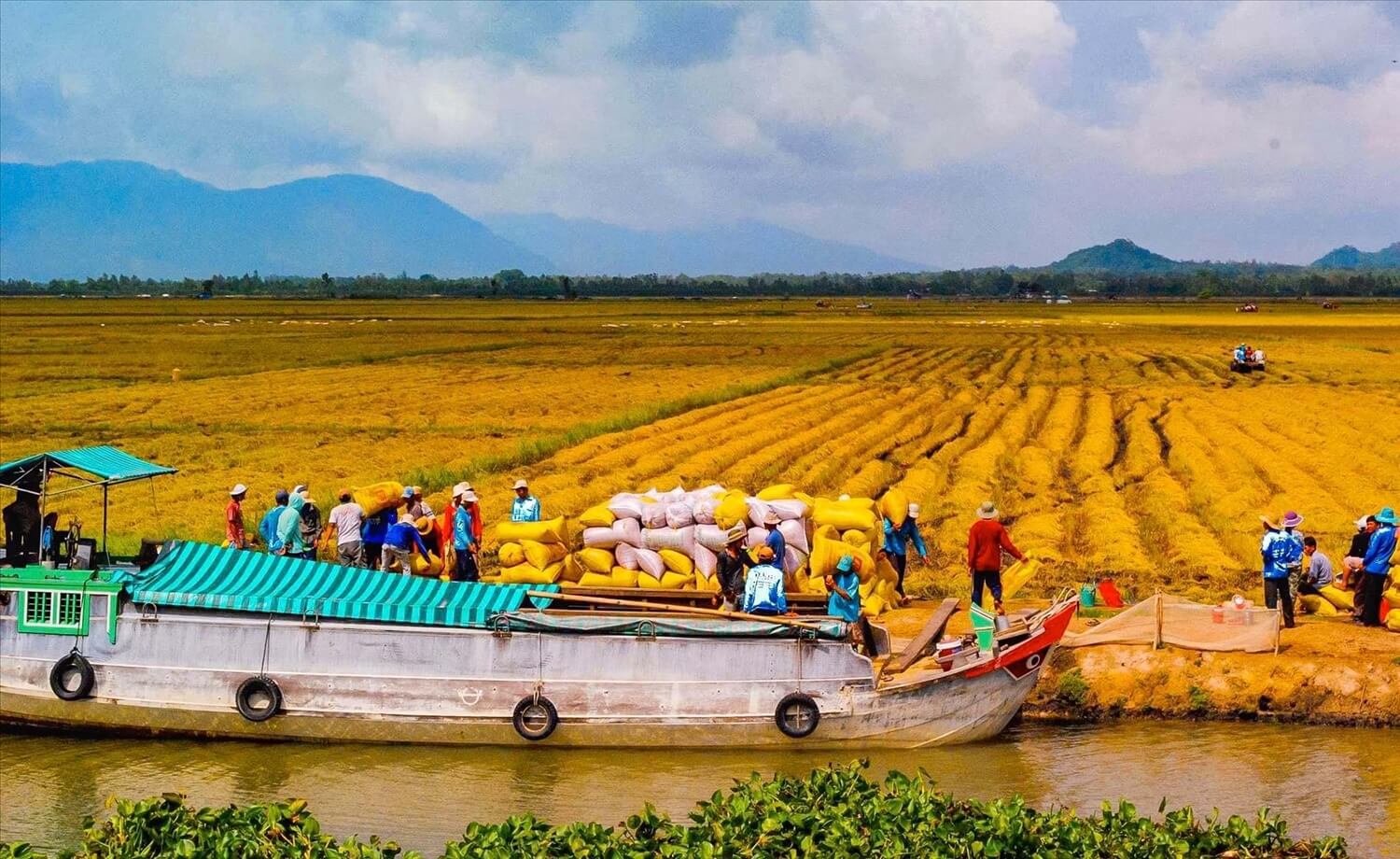 Agricultural landscapes along canals in southern Vietnam
