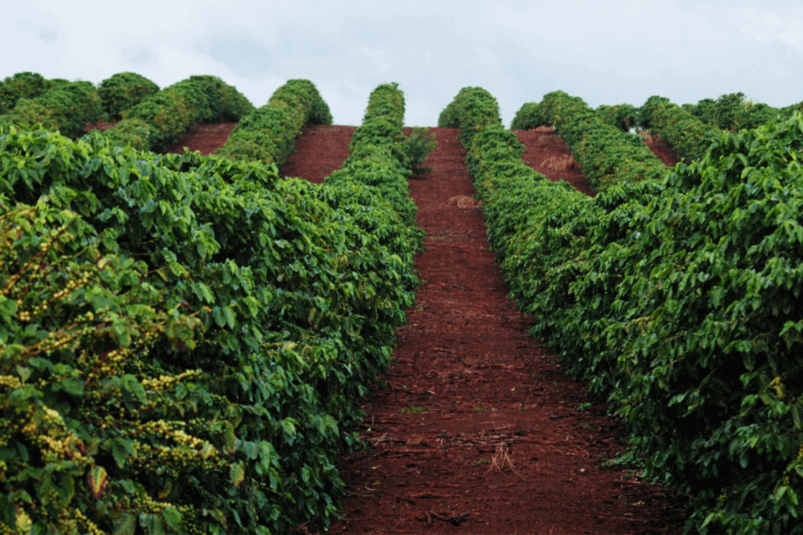 Central Highlands coffee farms