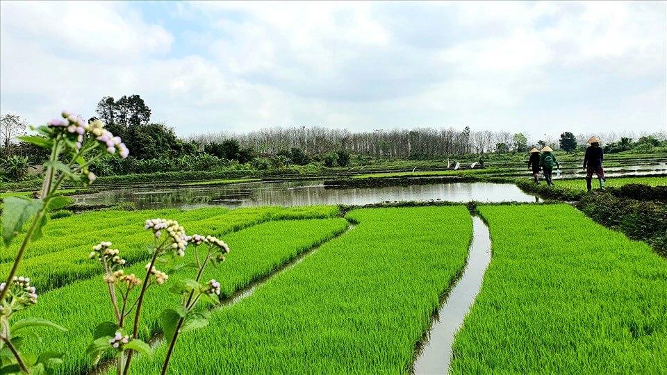 Fresh green rice fields during the planting season in rural Vietnam