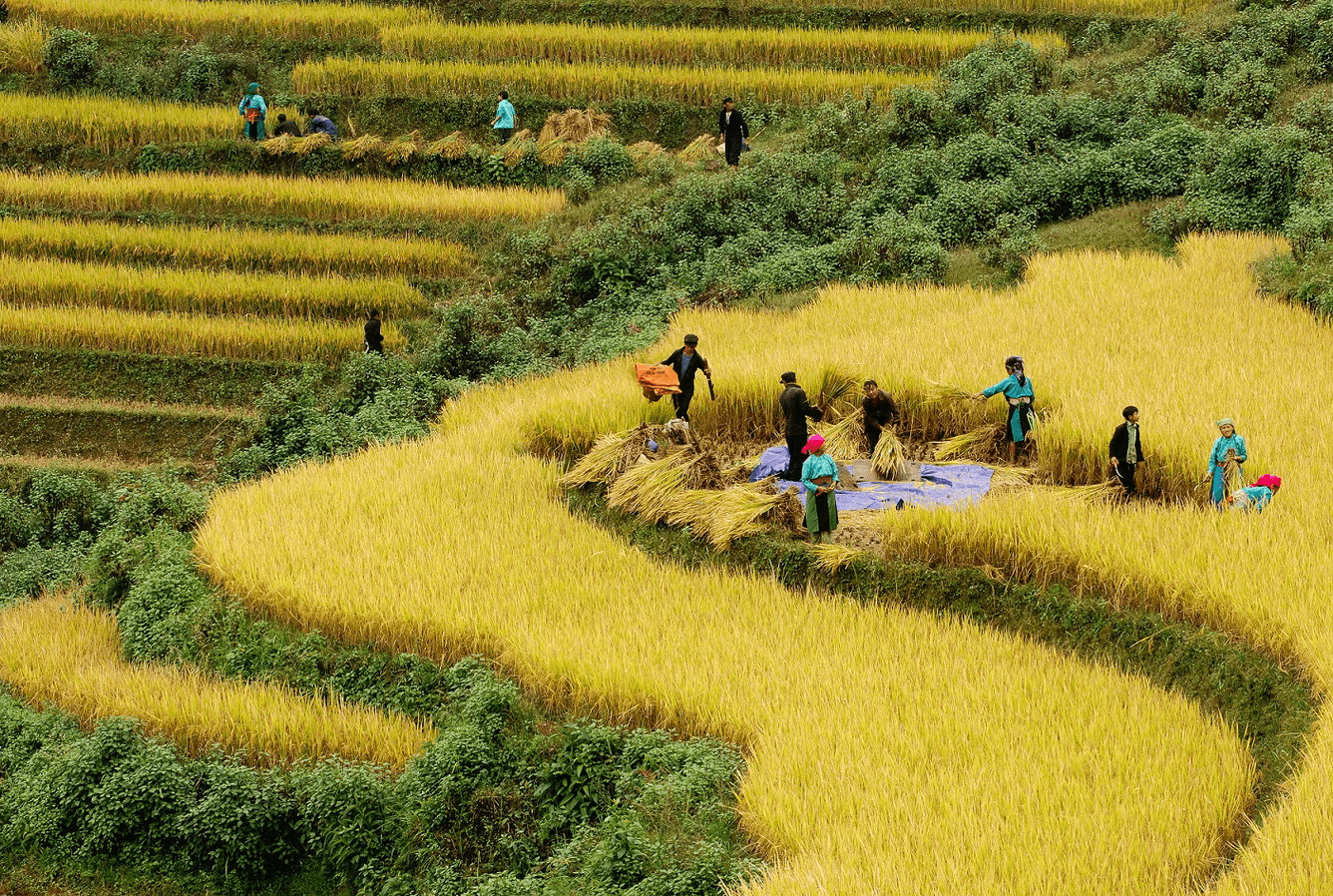Ethnic minority agriculture Vietnam