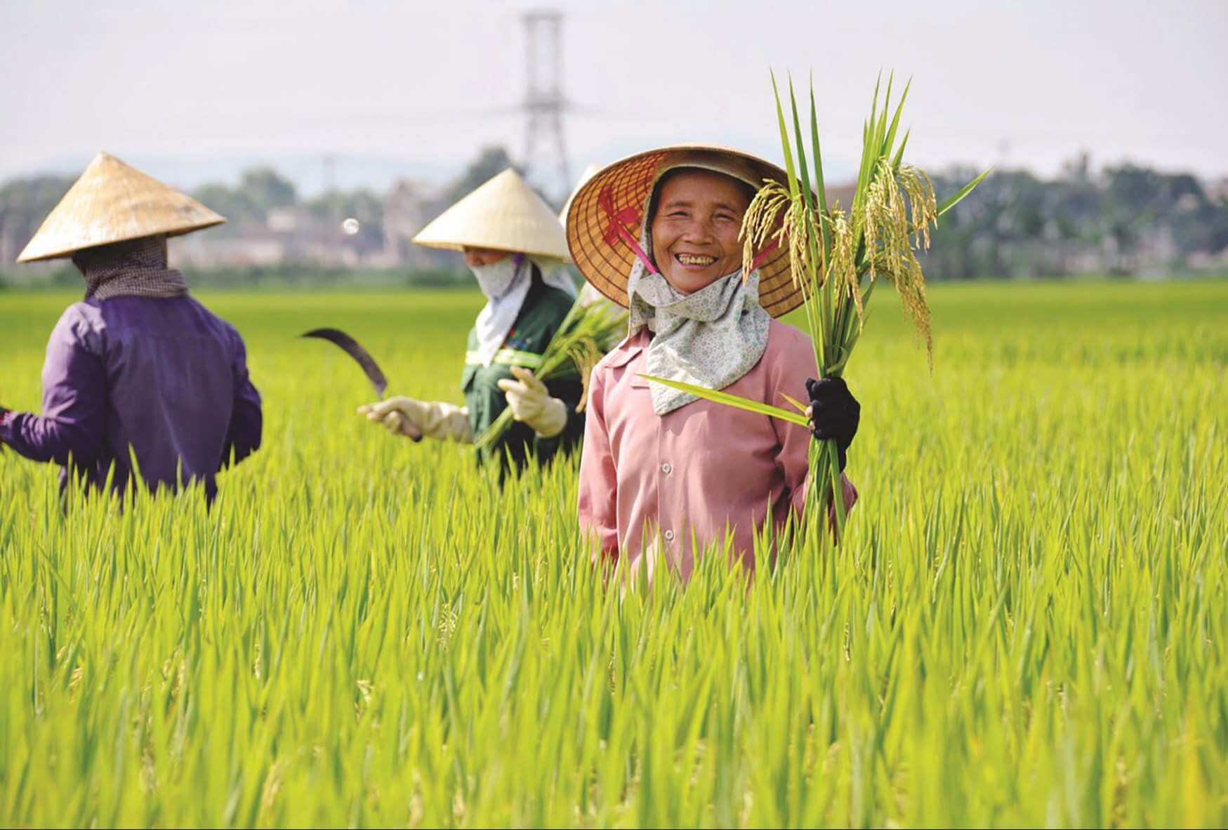 Ethnic minority farming season Vietnam