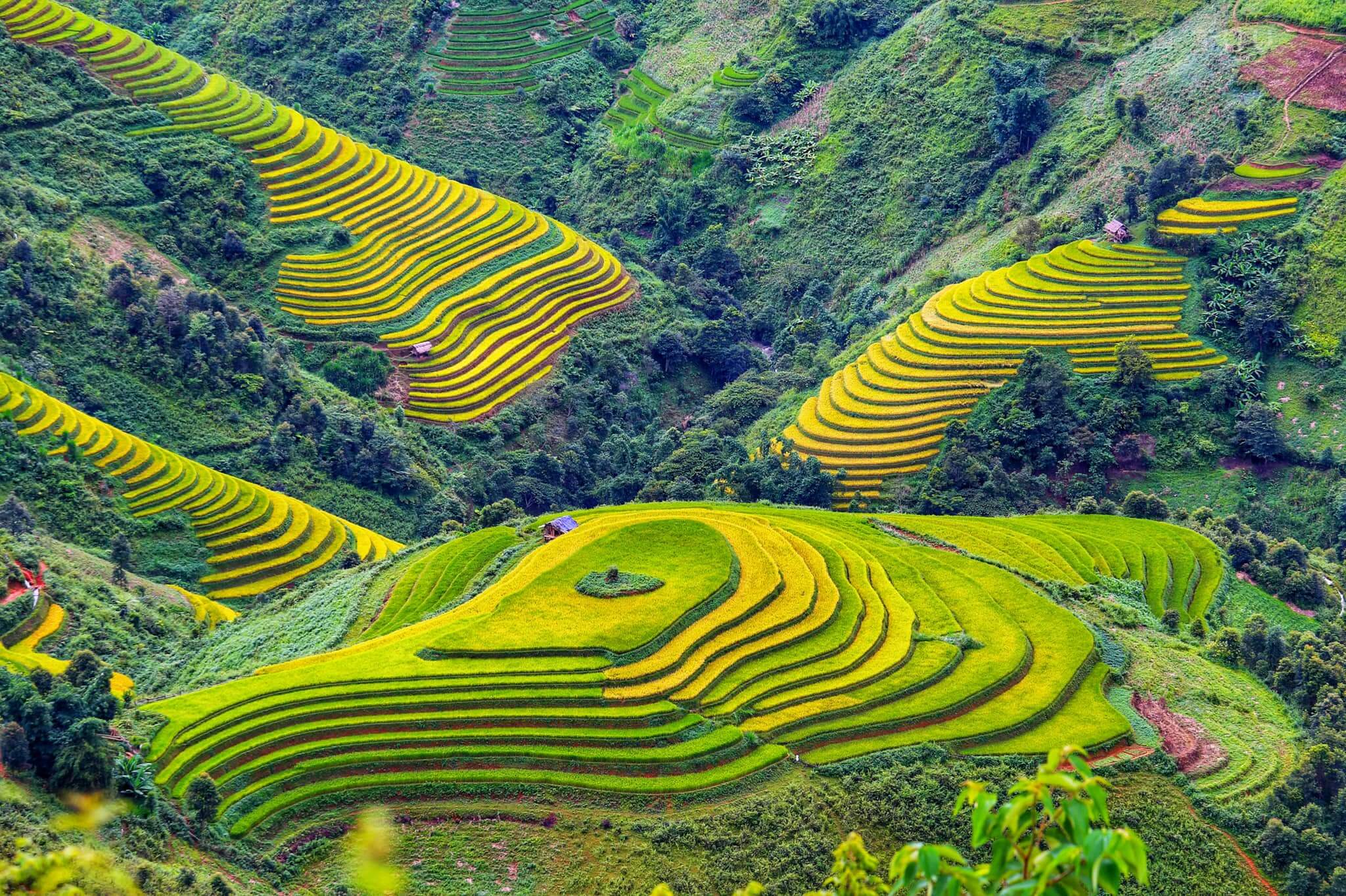 Mu Cang Chai rice terraces flowing across steep mountain slopes