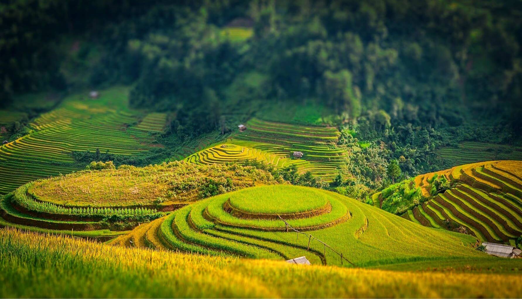 Rice Fields In Vietnam Most Beautiful Areas Travel Guide