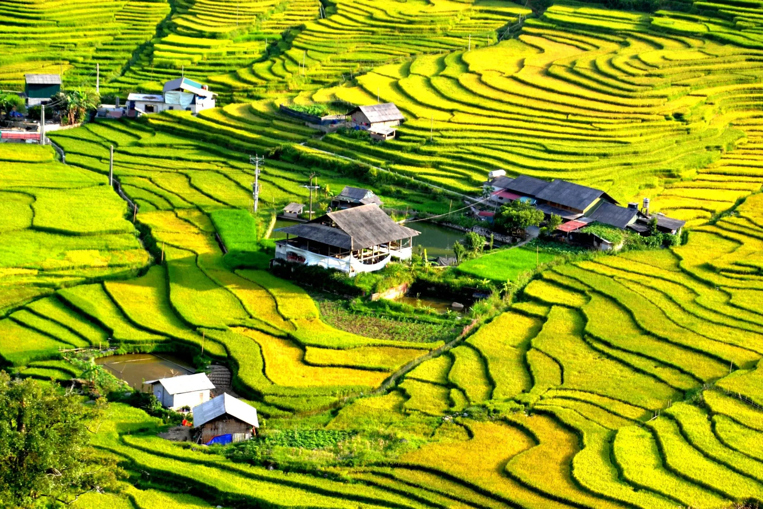 Rural rice farming landscape reflecting traditional agriculture in Vietnam