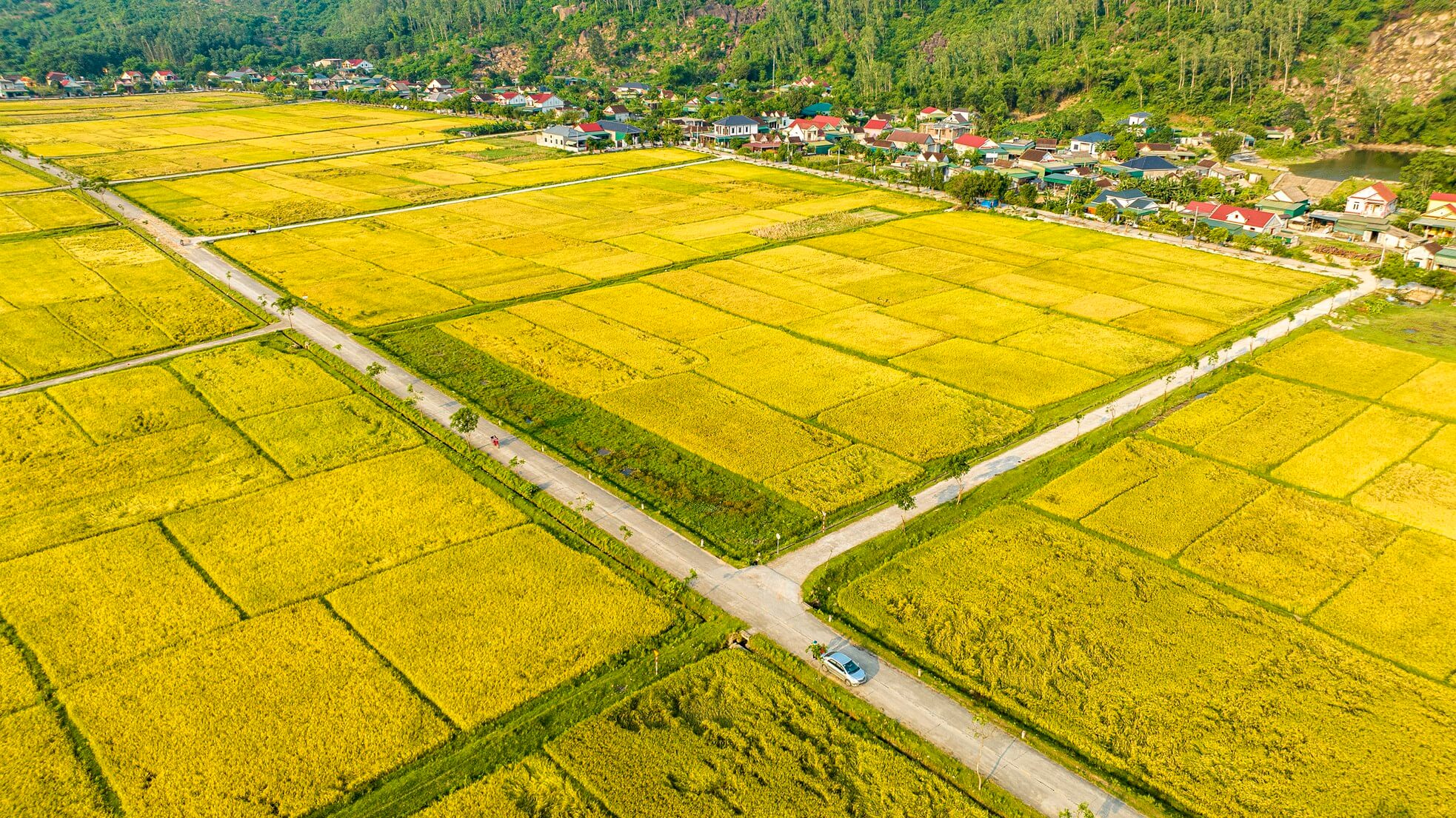 Scenic viewpoints overlooking rice fields in rural Vietnam