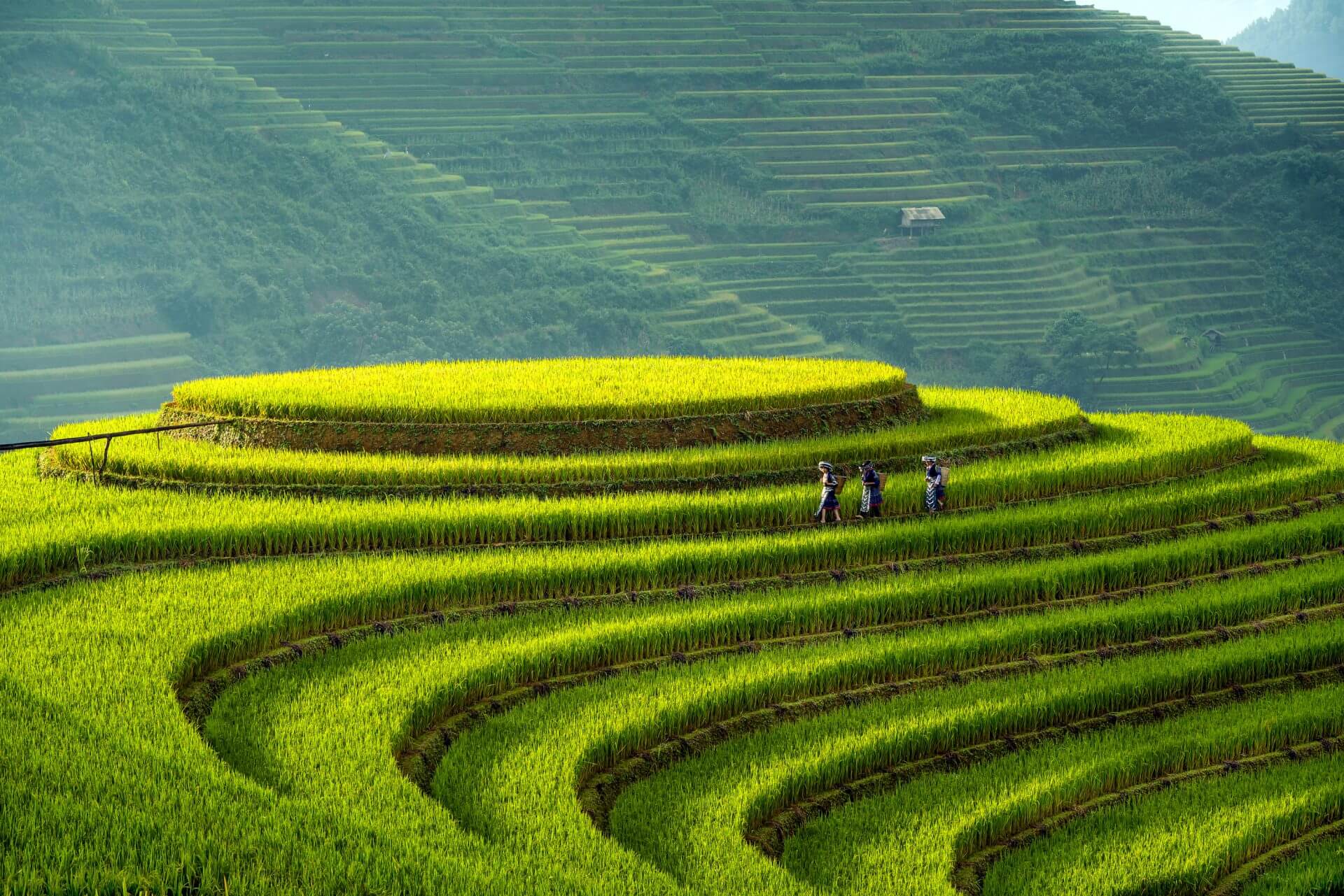Terraced rice fields cascading down mountain slopes in Mu Cang Chai