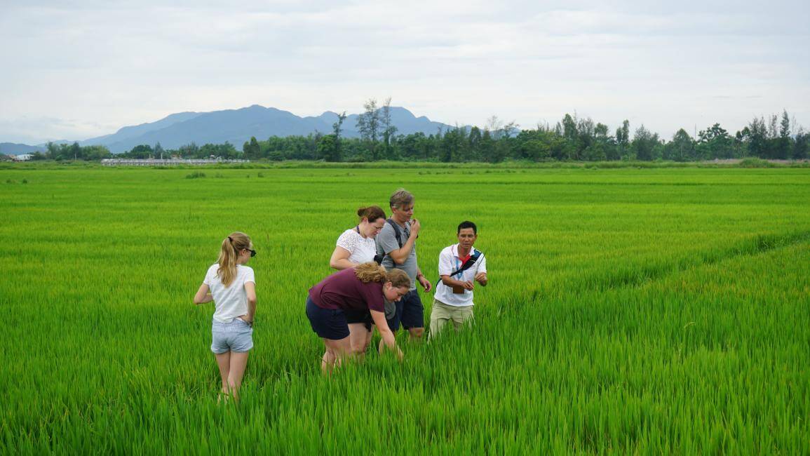 Scenic viewpoints overlooking rice fields in rural Vietnam