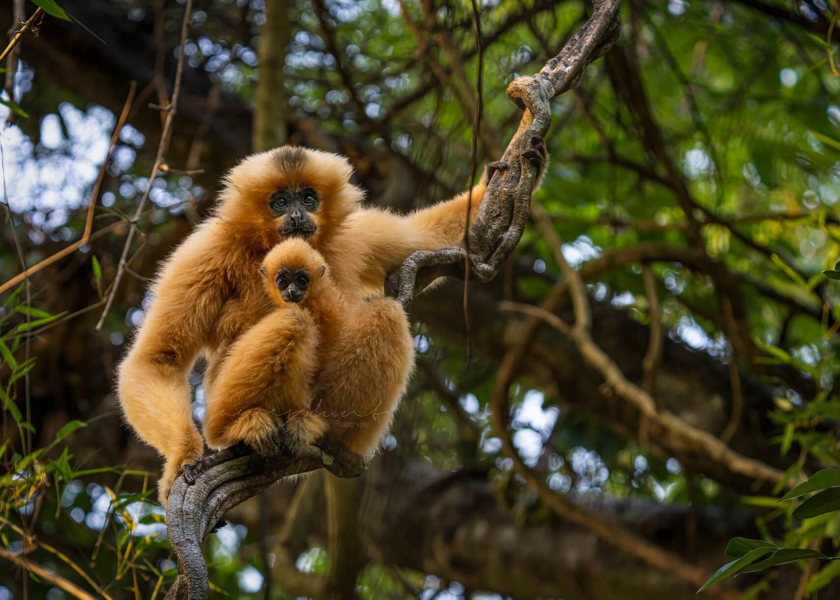 Tropical forest ecosystem and wildlife in Cat Tien National Park, Vietnam