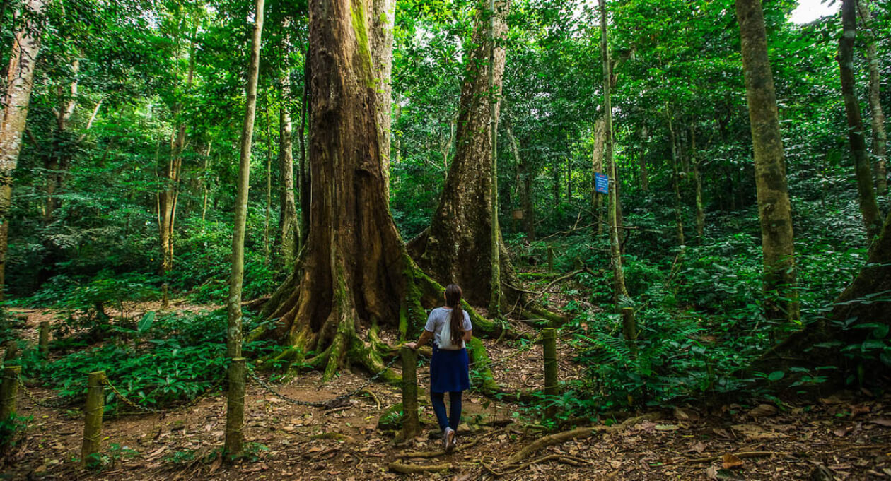 Unique ecosystems and biodiversity found in Vietnam’s national parks