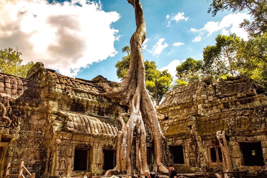 Giant tree roots growing over ancient Ta Prohm temple ruins