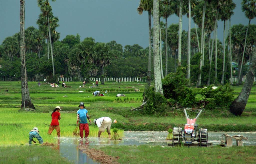 Green rice fields and countryside scenery during Cambodia rainy season