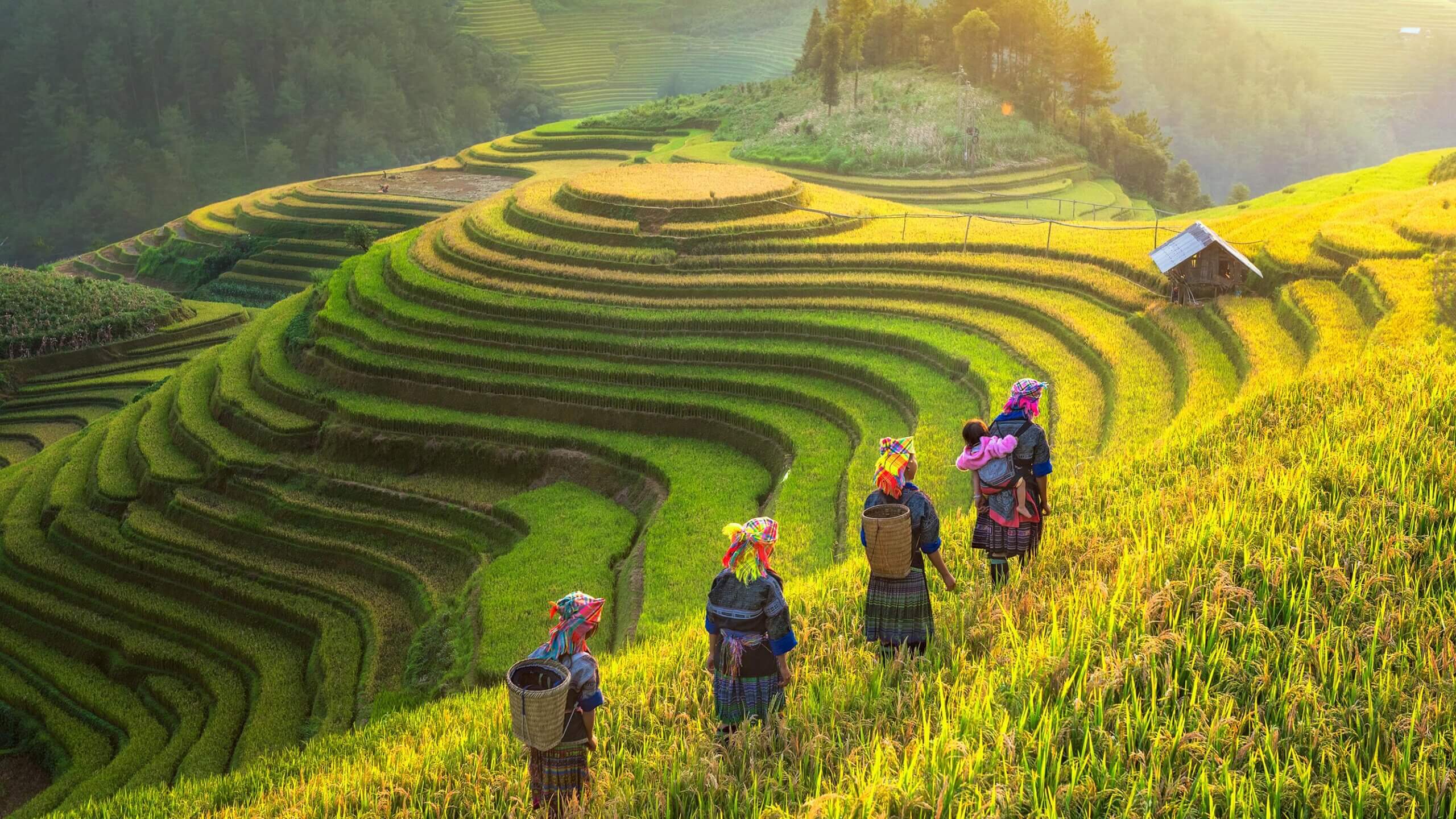 Terraced rice fields in northern Vietnam and historic architecture in central Vietnam