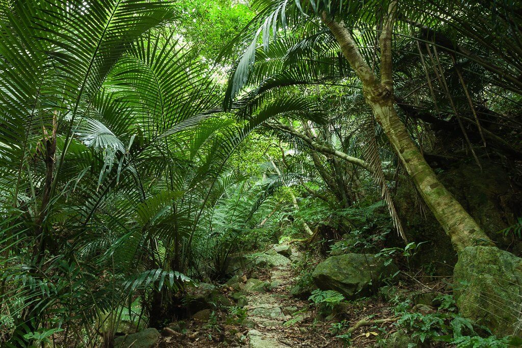 Tropical forest landscape in Cambodia under bright sunshine